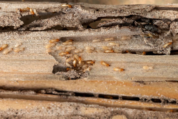 Best Pest Prevention Services  in Port Huron, MI